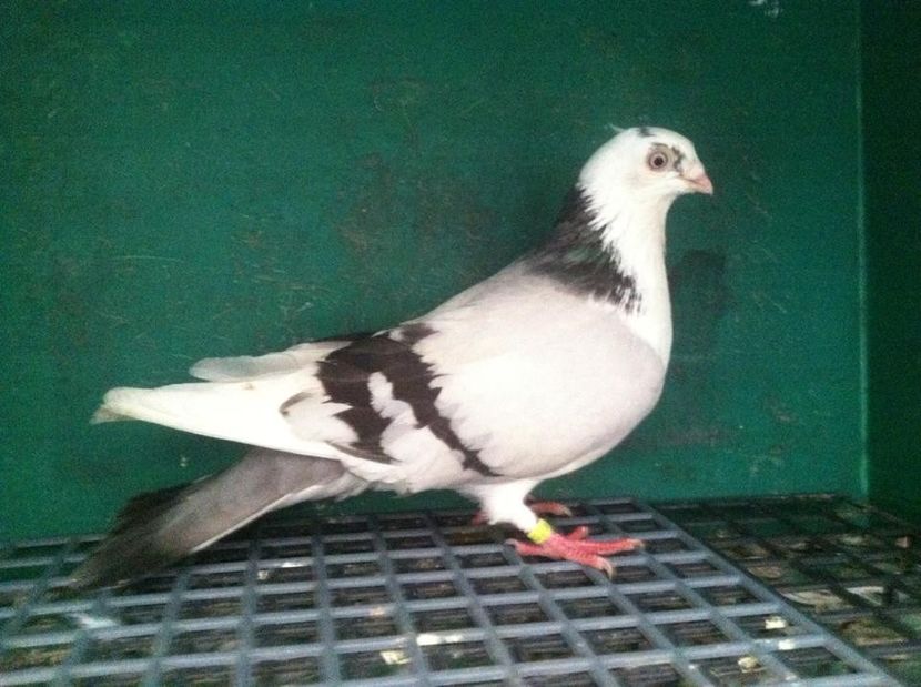  - jucatori de galati pui 2017