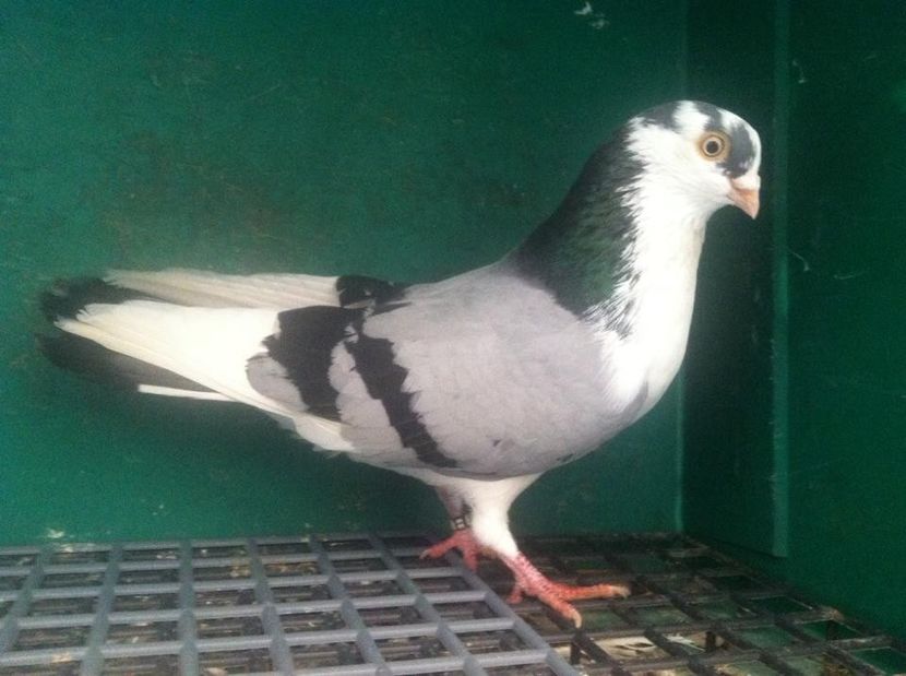  - jucatori de galati pui 2017