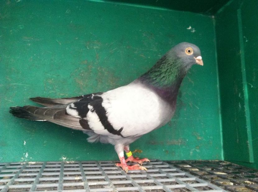  - jucatori de galati pui 2017