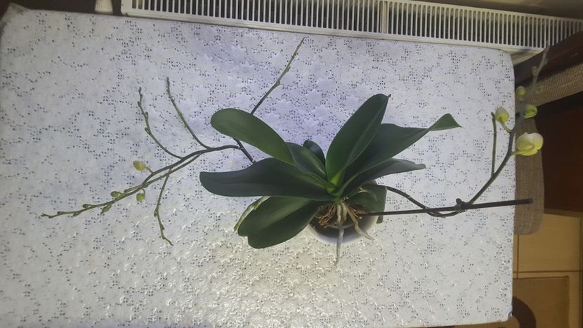 Forma ciudata - Orhidee