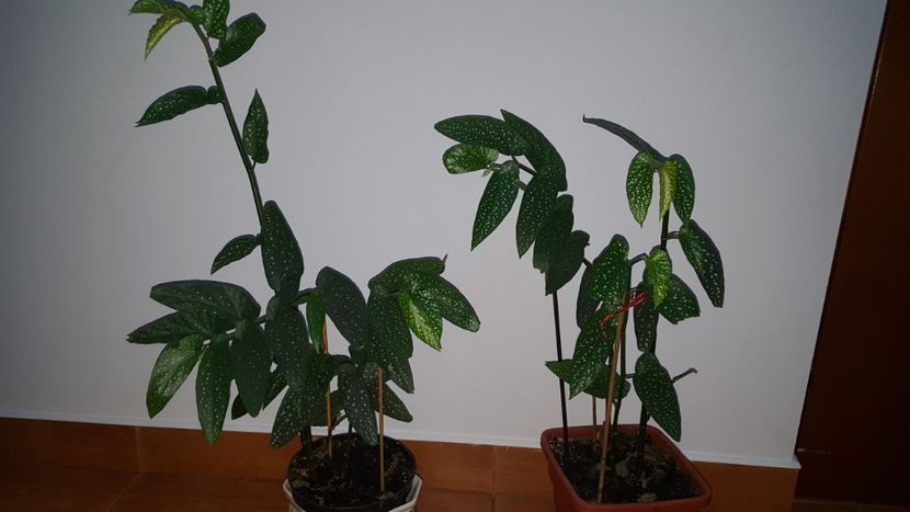 Begonia corallina - Diverse