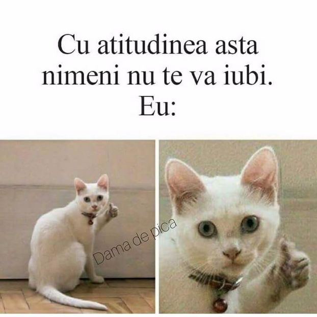  - Poze 1