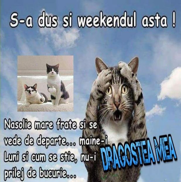  - Poze 1