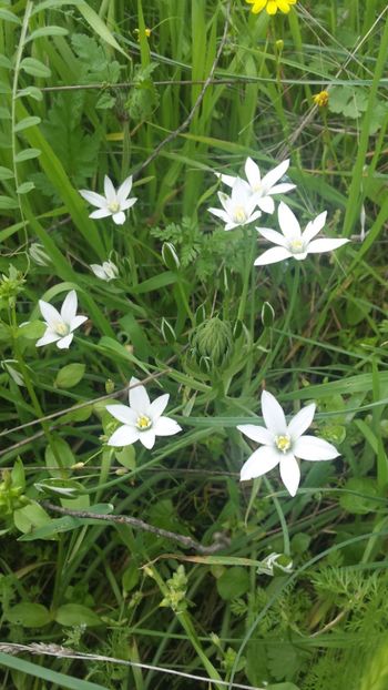 nu ma uita_ 1 leu firul -epuizat - Primăvara prin alte țări