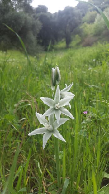 0 - Primăvara prin alte țări