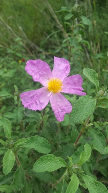  - Primăvara prin alte țări