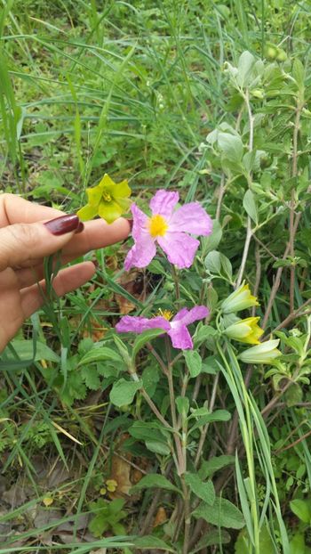  - Primăvara prin alte țări