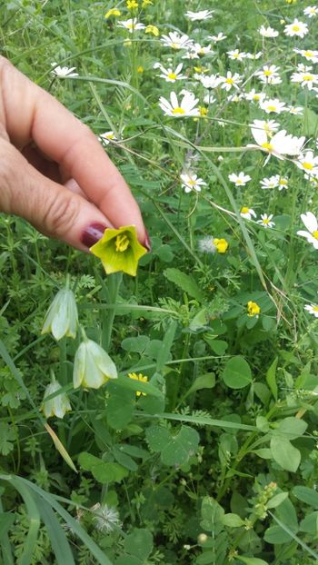  - Primăvara prin alte țări