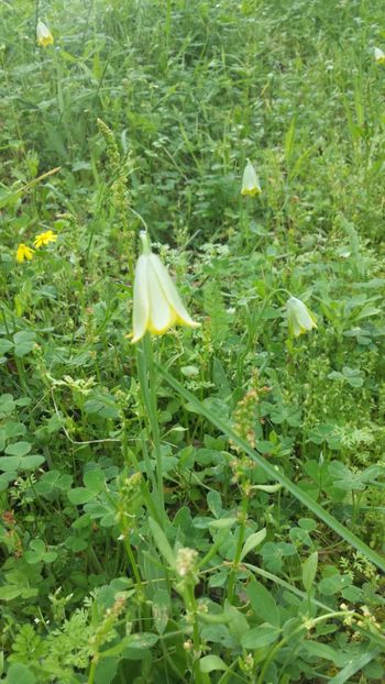  - Primăvara prin alte țări