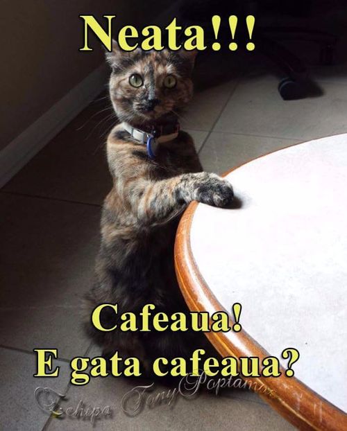  - Poze 1