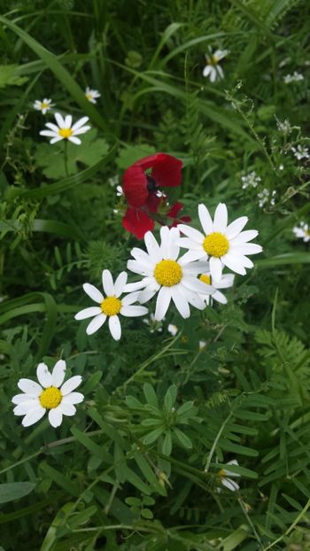  - Primăvara prin alte țări