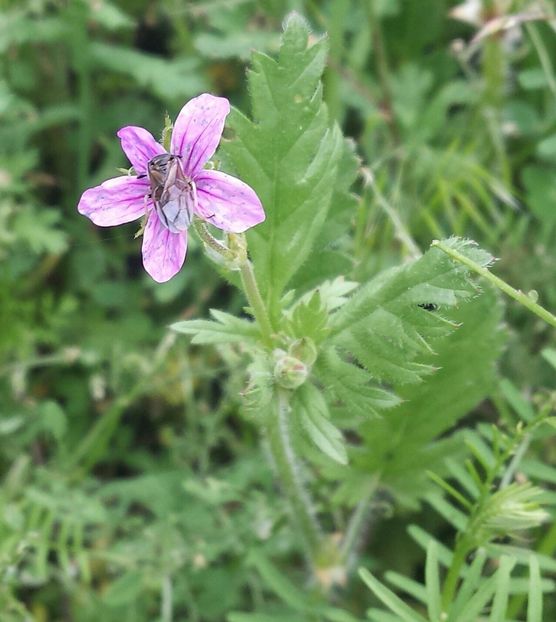 20180318_134710-1-1 - Primăvara prin alte țări