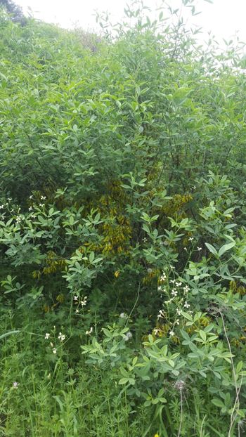  - Primăvara prin alte țări