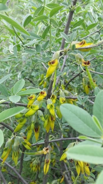  - Primăvara prin alte țări