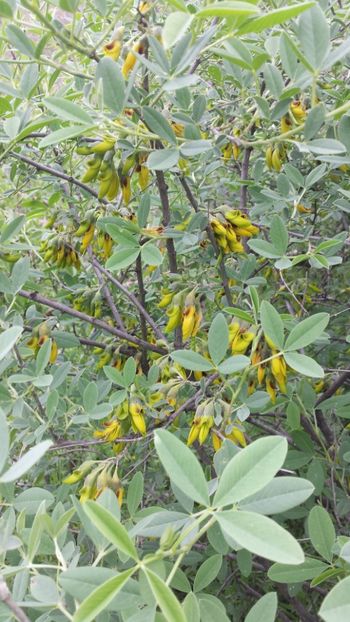  - Primăvara prin alte țări