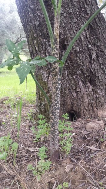  - Primăvara prin alte țări