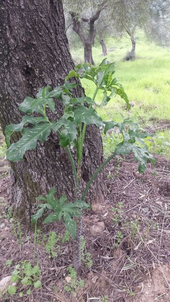  - Primăvara prin alte țări