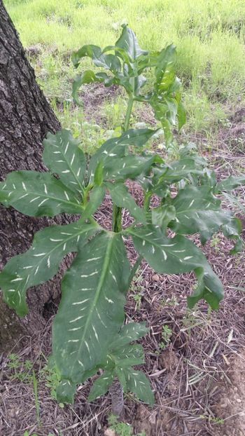  - Primăvara prin alte țări