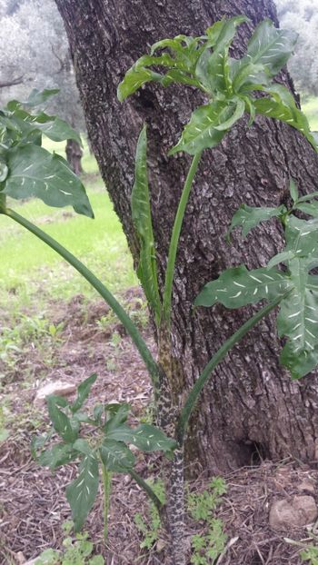  - Primăvara prin alte țări