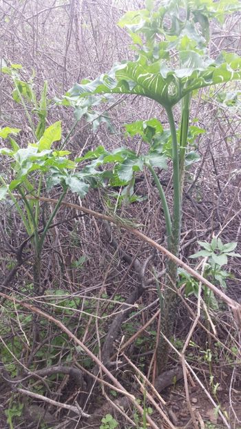  - Primăvara prin alte țări