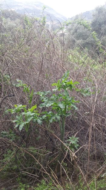  - Primăvara prin alte țări