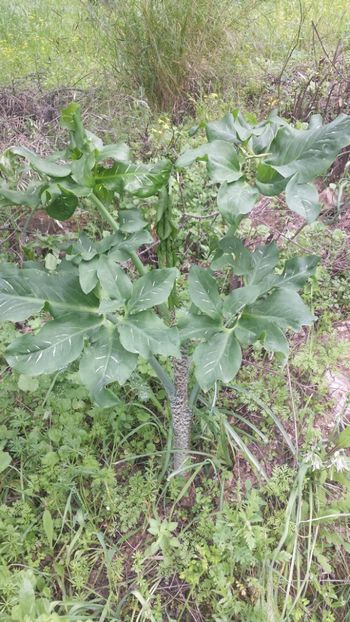  - Primăvara prin alte țări