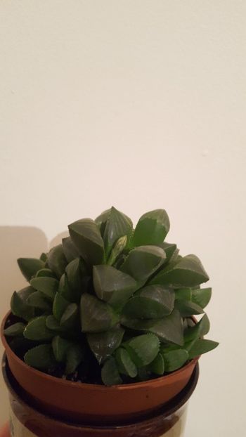 Haworthia retusa - Suculente 2018