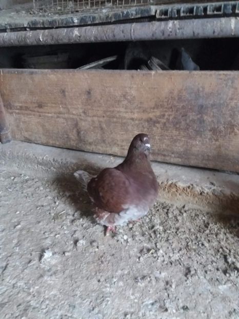 received_1770822579640664 - Vanduti