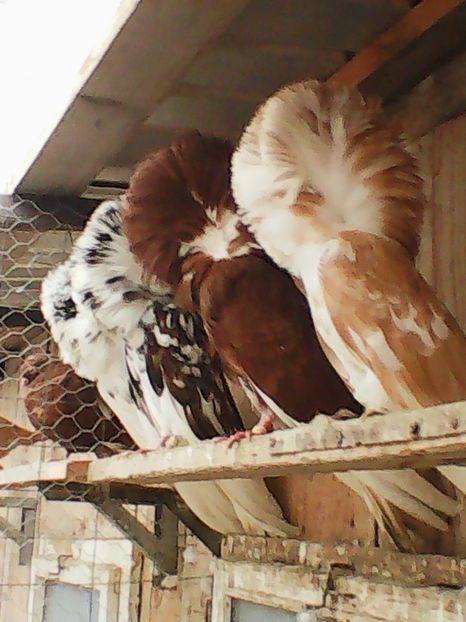 Photo1713 - a gulerati iacobini