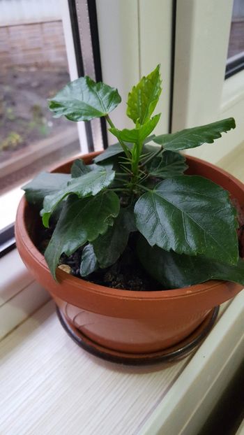  - Hibiscus roz batut 2020