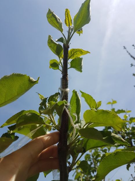 altoiri 2017 ..2 - z ALTOIRI