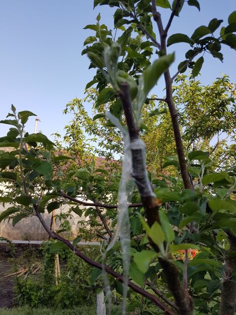 altoiri 2017 - z ALTOIRI