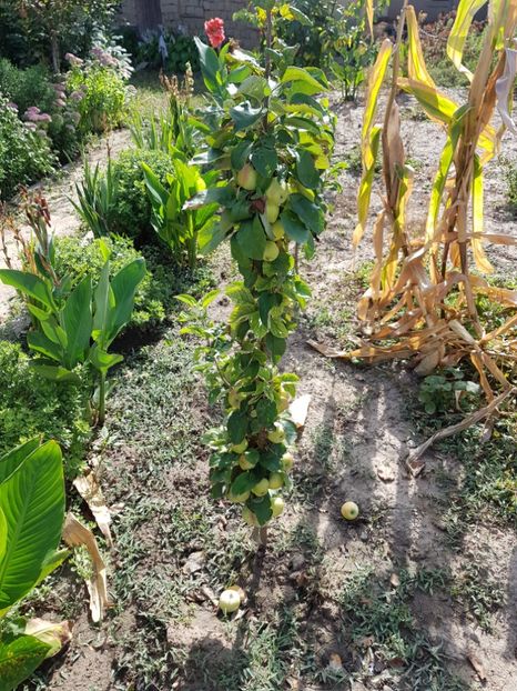 mar columnar - Mar Columnar