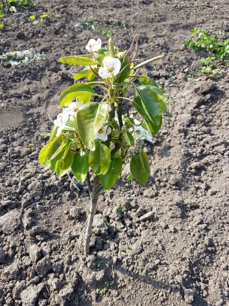 par columnar 2017 ..2 - Par Columnar