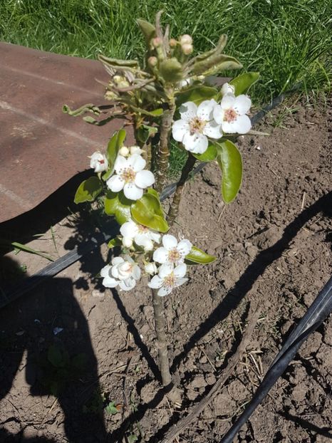 par columnar 2017 - Par Columnar