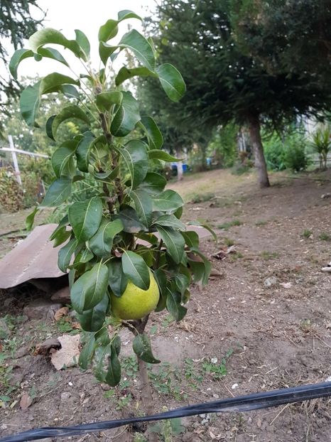 par columnar       2017 - Par Columnar