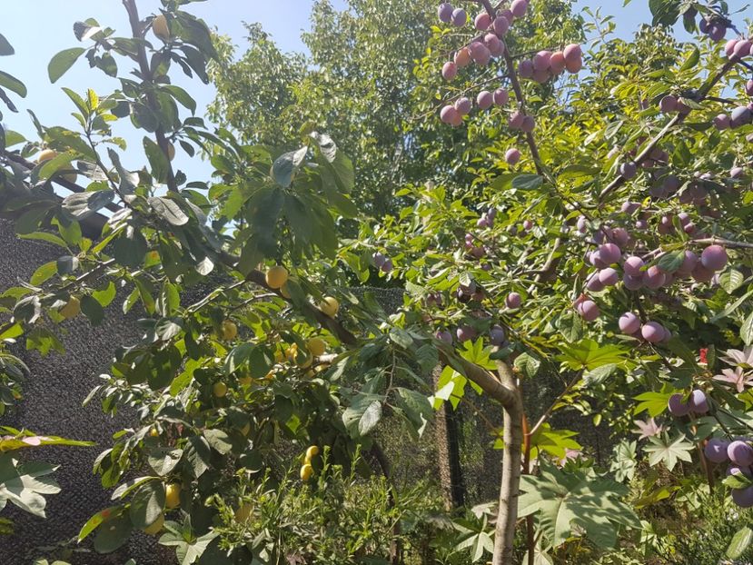 Prun 2 culori.. - Prun 2 Culori