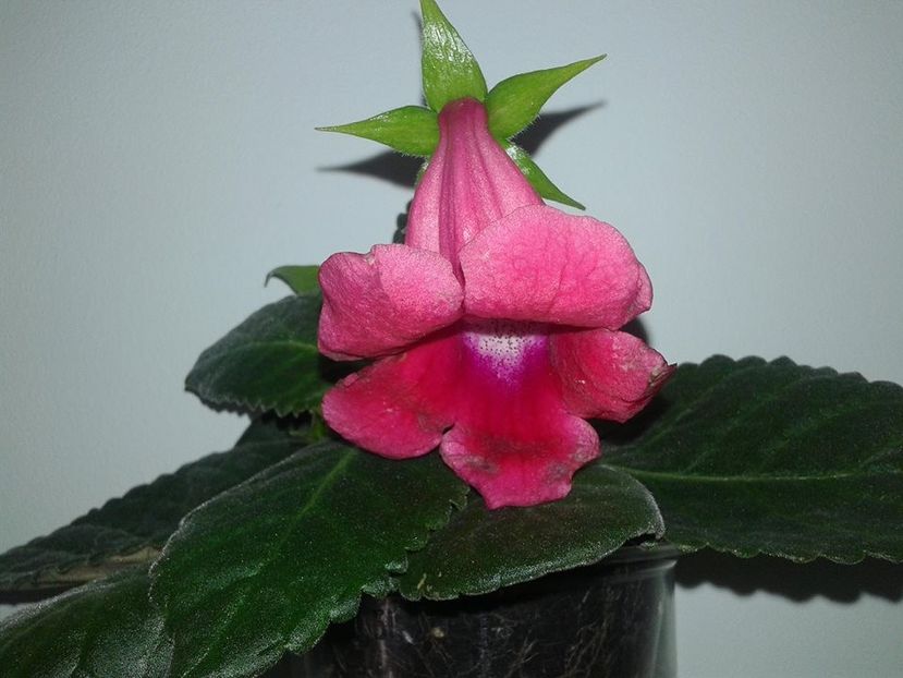  - GLOXINIA 2018