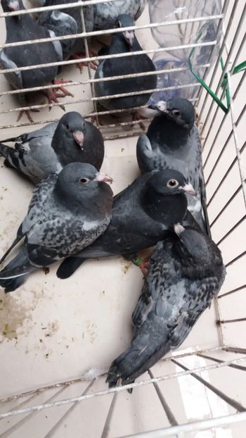 martie vanduti - De vanzare voiajori pui 2018