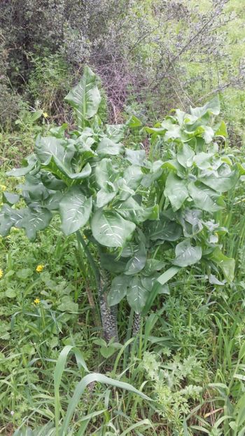  - Primăvara prin alte țări