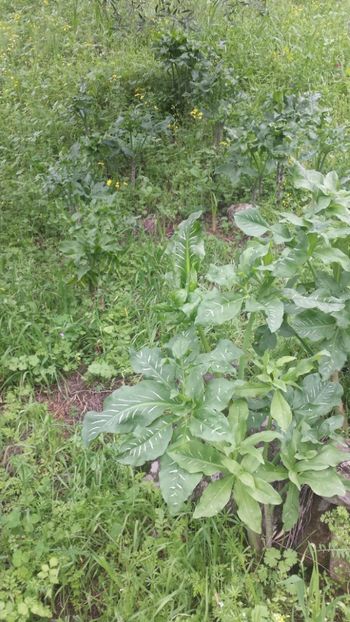  - Primăvara prin alte țări