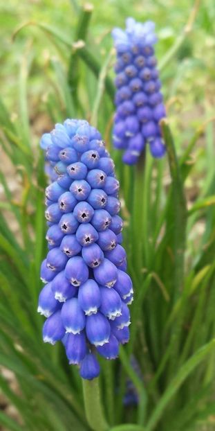 20180315_123055-1 - Primăvara prin alte țări