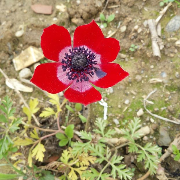 20180315_123041-1 - Primăvara prin alte țări