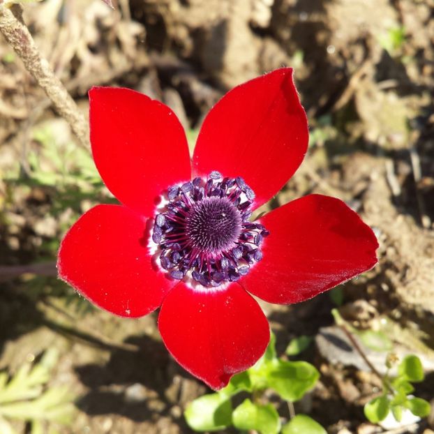 20180312_100136-1 - Primăvara prin alte țări