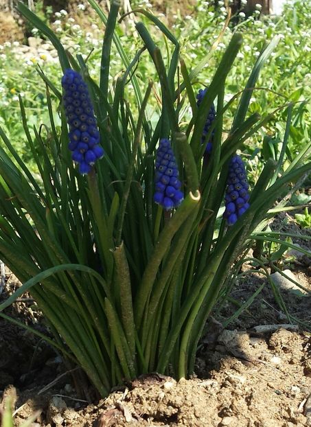 20180312_100132-1 - Primăvara prin alte țări