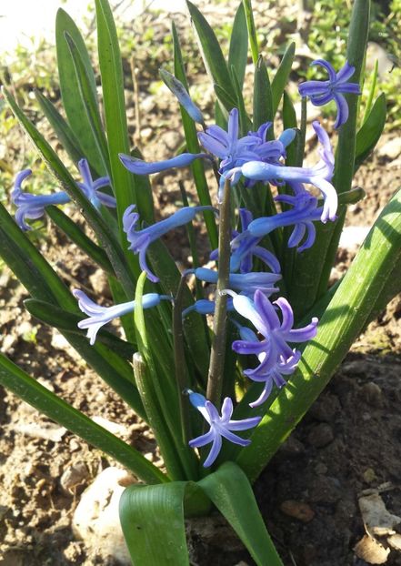 20180312_094436-1 - Primăvara prin alte țări