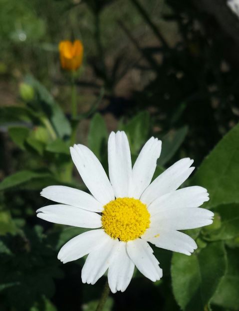 20180312_094141-1 - Primăvara prin alte țări