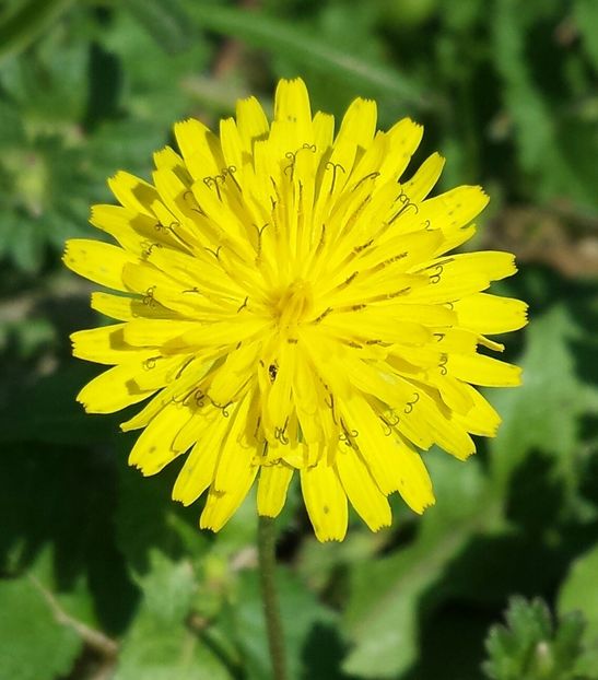 20180312_094135-1 - Primăvara prin alte țări