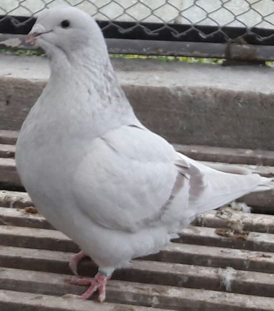 F 2017 Papusa - Top ten 2018