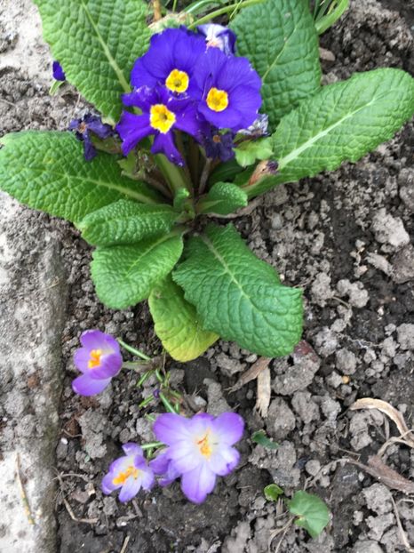 12FABAFB-9BD9-4692-8090-9AF088AD4061 - Primule 2018